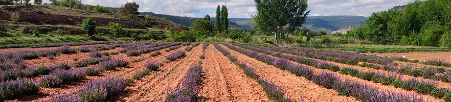 Formación en emprendimiento verde gratutita