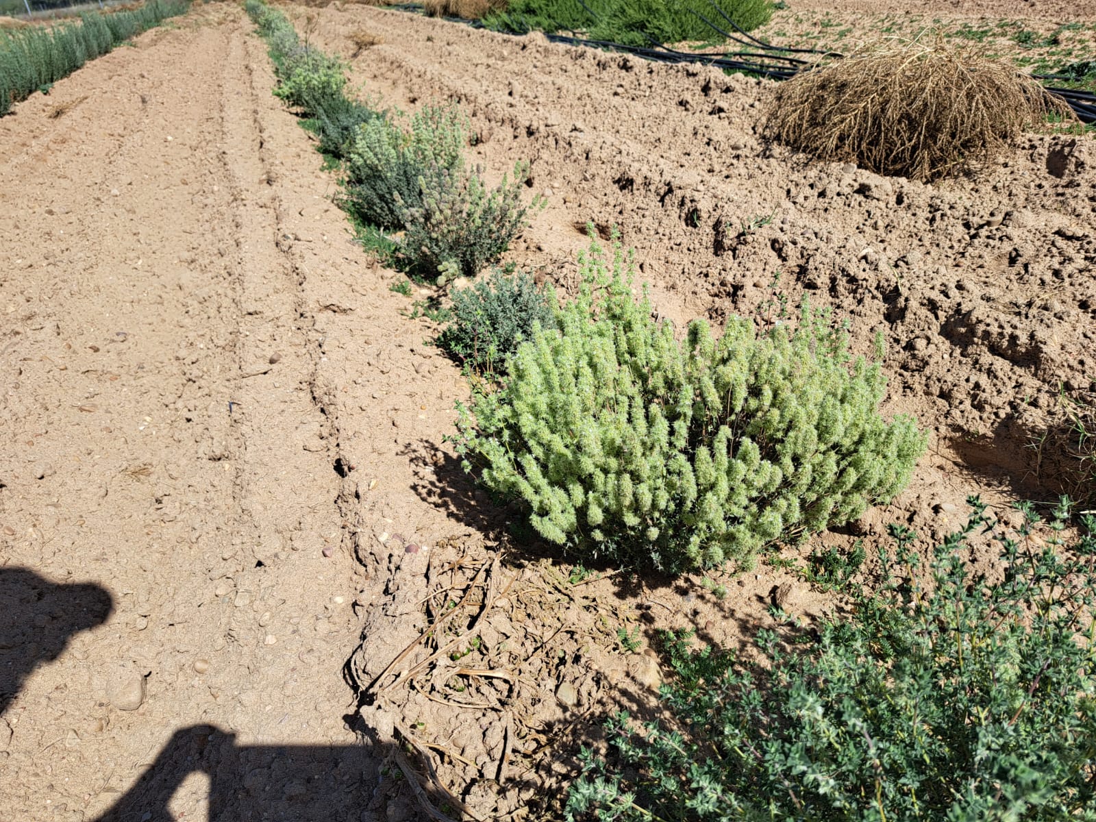 Cultivo de mejorana por el Ceder-Ciemat para BIOVALOR