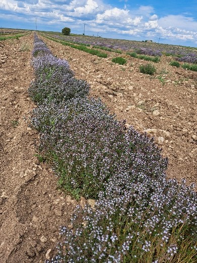 Thymus vulgaris L. - Cobertelada (Soria)