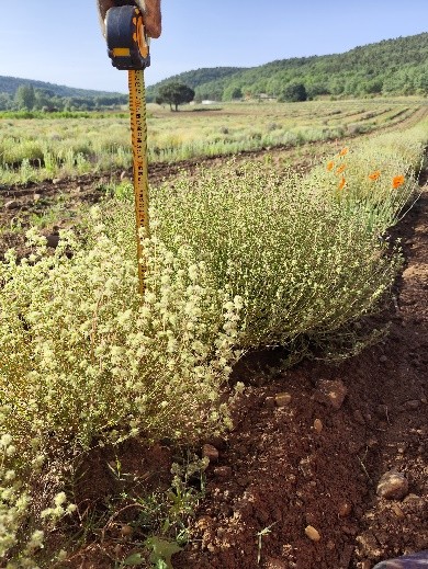 Thymus mastichina L. – CEDER Lubia (Soria)