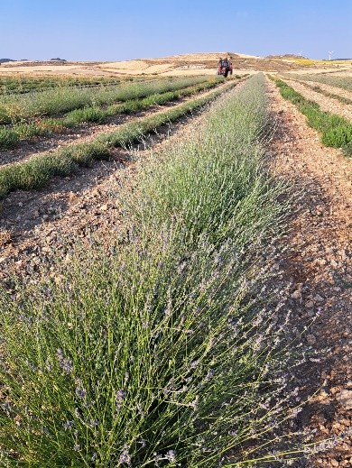 Lavandula latifolia Medik. – Cobertelada (Soria)