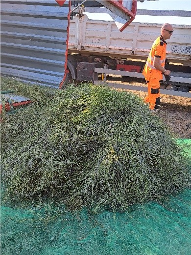 recogida de plantas aromáticas tras la cosecha