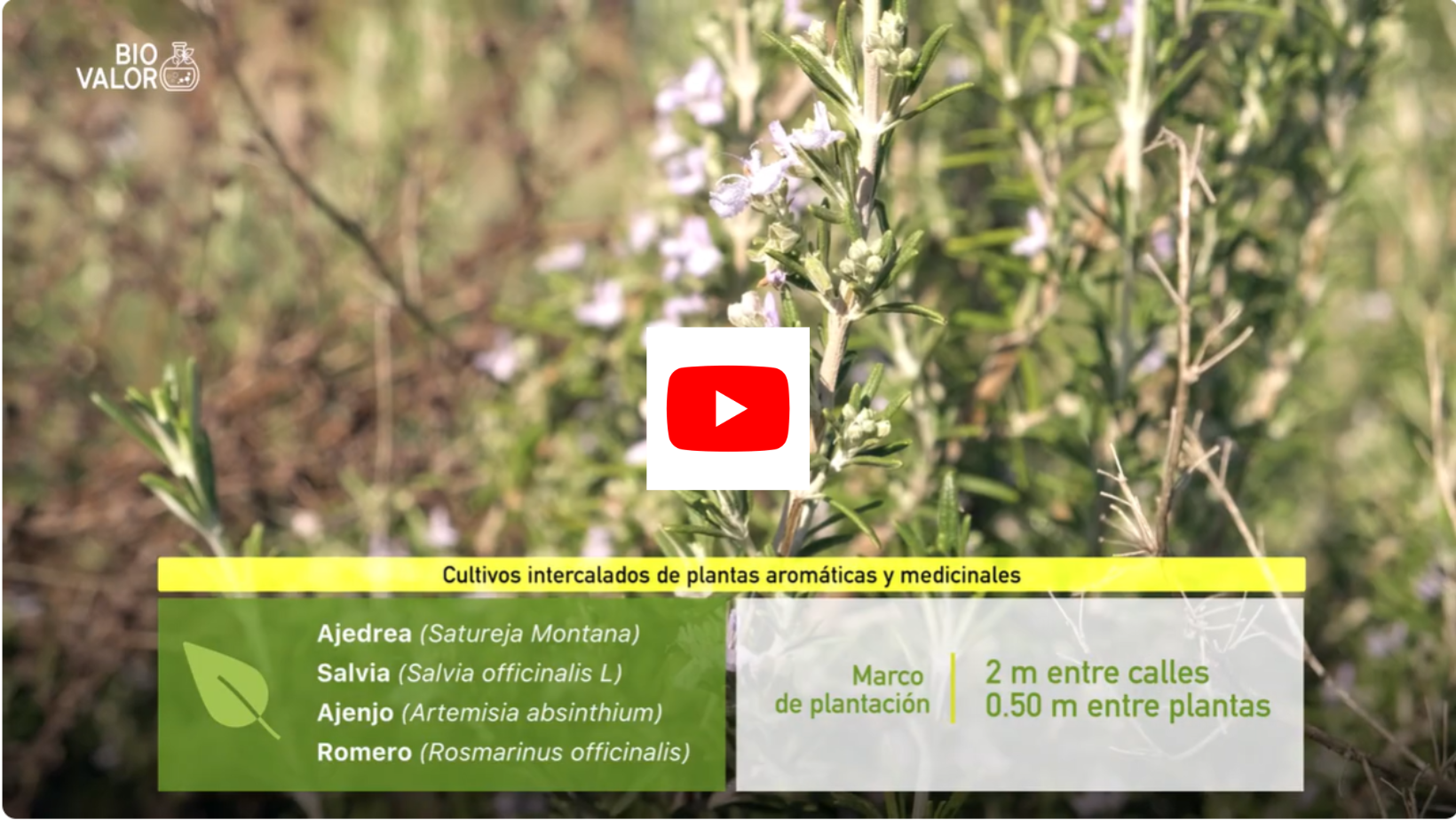 Cultivos de aromáticas y medicinales