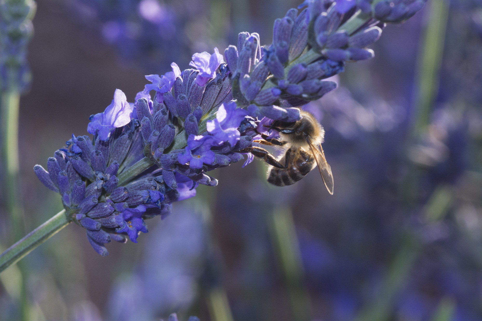 Campo de lavanda en Anchuelo-Comunidad de Madrid-UPA