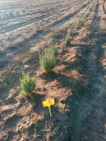 Cultivo de lavanda en parcela demostrativa del CEDER-CIEMAT