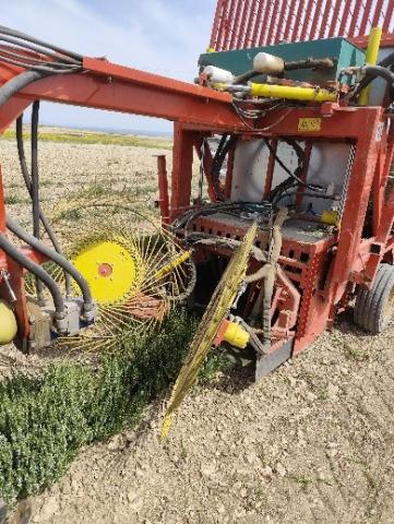 Cosecha de plantas aromáticas en parcela demostrativa de Cobertelada (Soria)