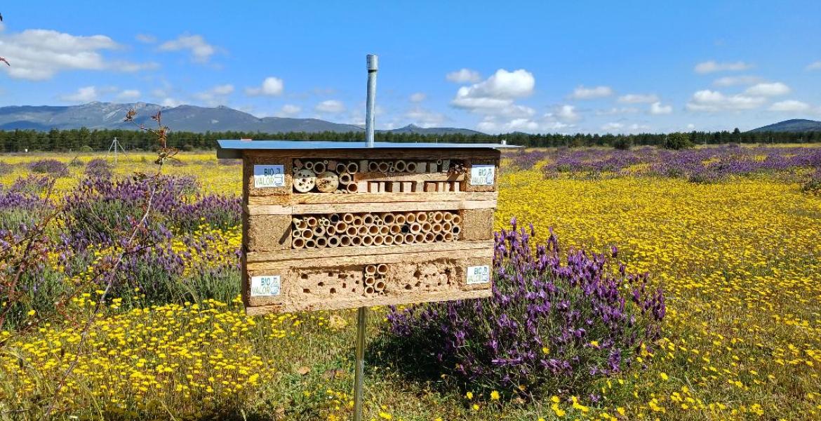 Hotel de insectos en la parcela de ensayo de Hiendelaencina (Guadalajara)