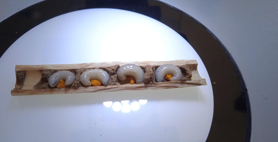 Primeros inquilinos en el hotel de insectos