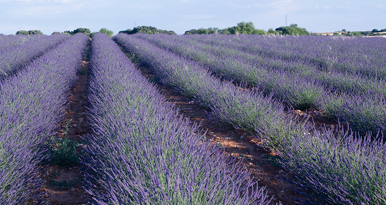 Campo de lavanda