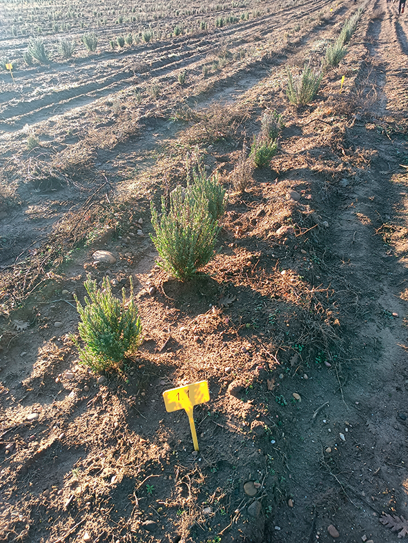 Cultivo de lavanda en parcela demostrativa del CEDER-CIEMAT