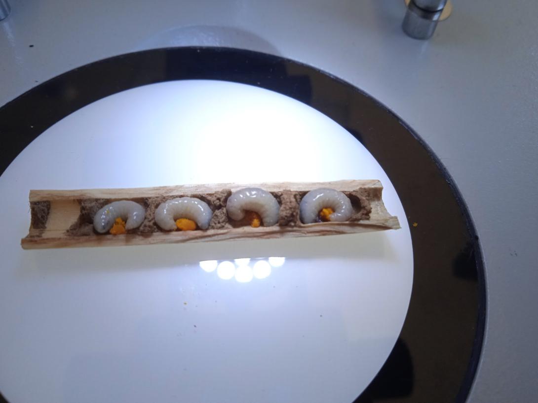 Primeros inquilinos en el hotel de insectos